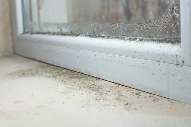 Best Commercial Mold Inspection  in Black River, NY